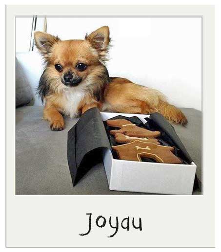 Joyau avec un coffret cadeau pour chien Caroube